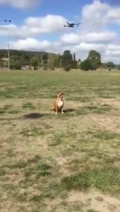 Reminded me of this wholesome channel.