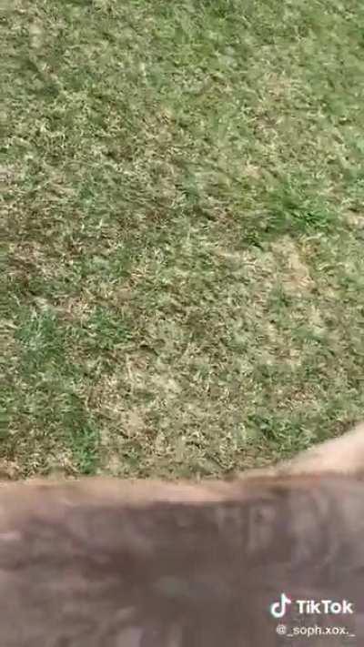 Los Americanos se copian de Óscar con un burro drogao. 🖕😡Pal EEUU😡🖕