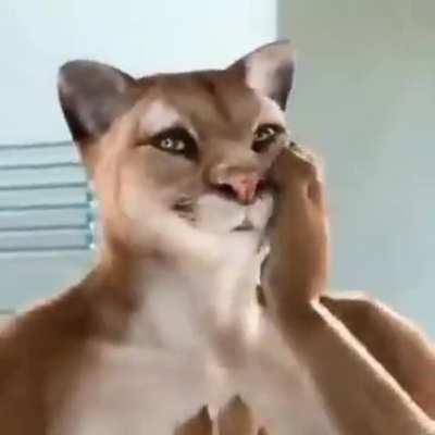 Ojalá bombardeen pronto Francia.