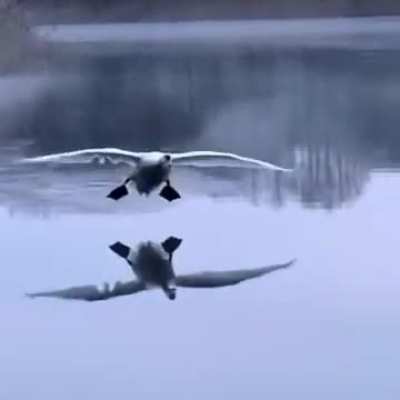 Выпустить шасси!