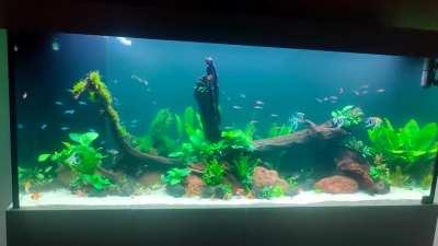 Happy new year! It is my first aquarium, worked for more than a month on this.