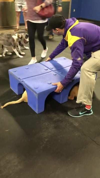 A secret meeting of golden puppers being foiled.