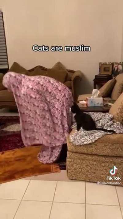 If cat no Muslim, why cat pray? Riddle me that, atheists 😡