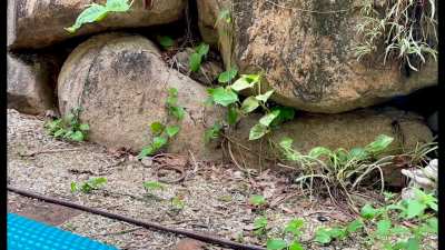 Whipsnakes Wrestling