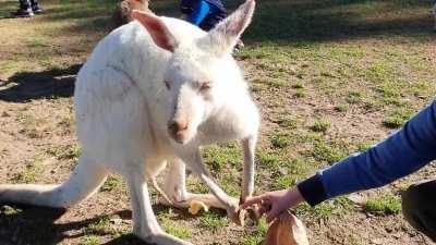 This too REALLY likes food