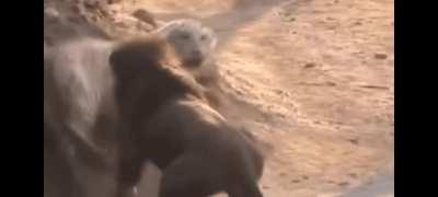Male lion challenges white tiger. Who do you think won?