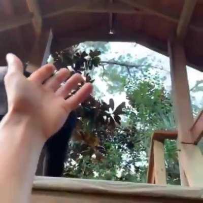 I Want a Monkey right now