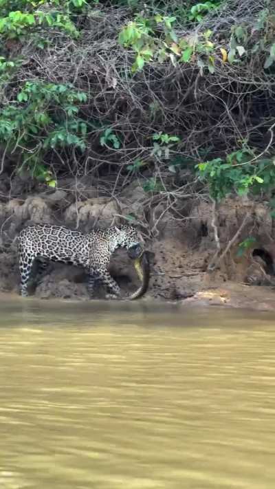 Jaguar killing anaconda in front of boat at the Pantanal