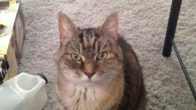 16-year-old Suka and her adorable yell telling me to clean up