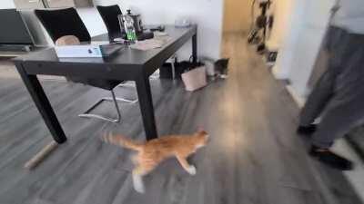 Unleash the the beasts!