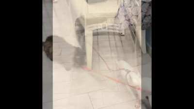 Cat (Giulia) vs. Dog (Mischa) 😂😂😂