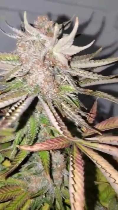 KLAR from Hash Bean G13 Project