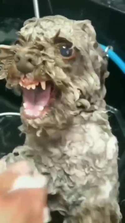 Cleanliness is next to dogliness