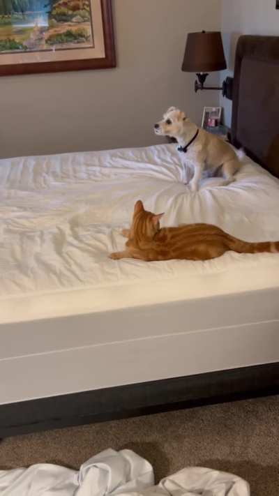 Every time I try and change the sheets on the bed.🙄