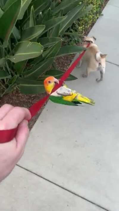 How to keep yourself entertained while on a walk. #caique
