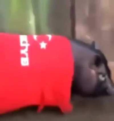 Even the pigs are nationalist in turkey