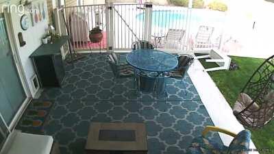 My husband said the dog knocked over the planter so I checked the video...