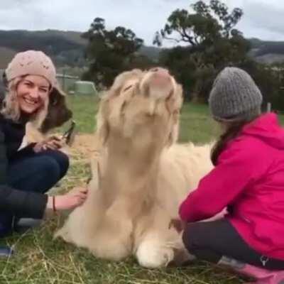 Mikayla can be a bit of a diva when getting her hair brushed
