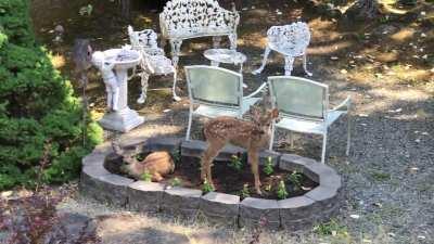 Waking Up from A Nap in My Flower Bed