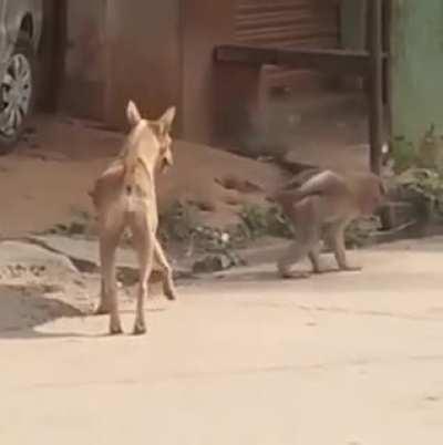 Собака-ебака