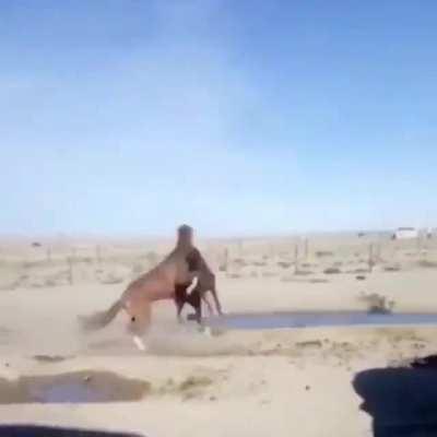 So KSI you still wanna fight a horse?