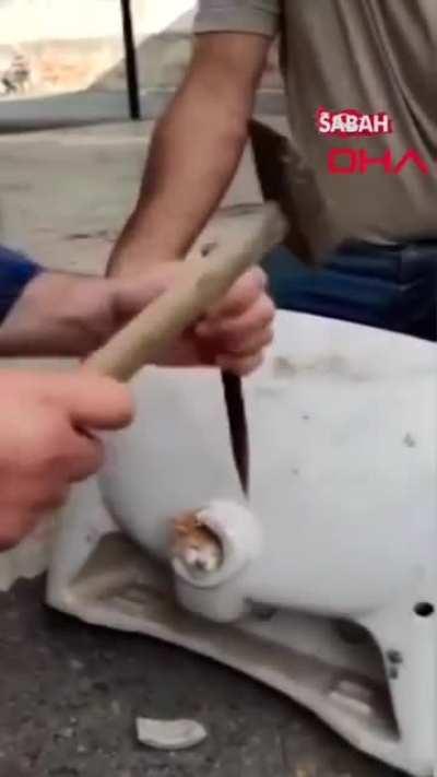 Kittens are NOT liquid?