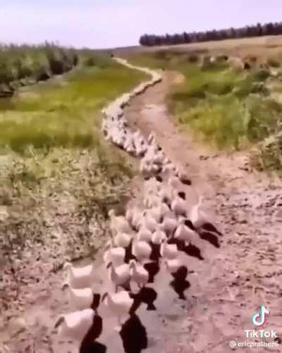 When Canada mobilizes into Moscow