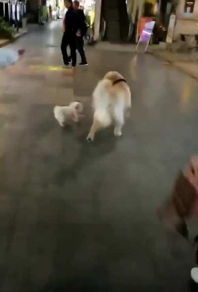 This golden is kidnapping a doggo.