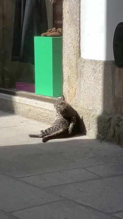 Local street cat, Bigodes, scratching that itch! 😁