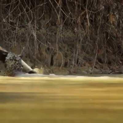 big cat dives after a gator