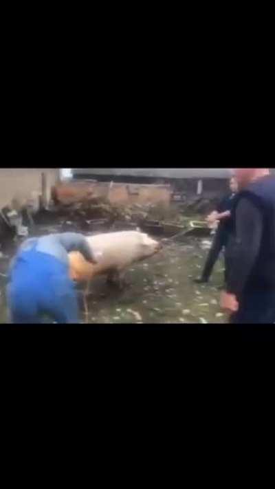 How to kill a pig in Serbia
