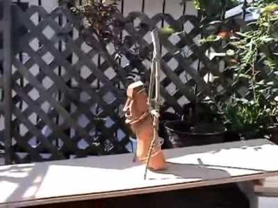 this is how Moai were moved