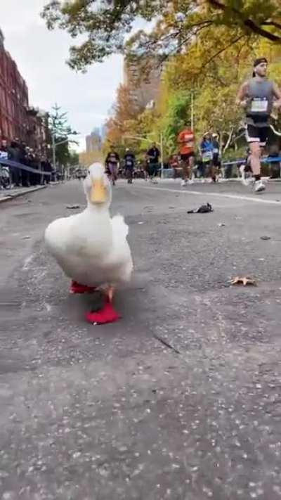 Proud partici-quack of the NYC Marathon