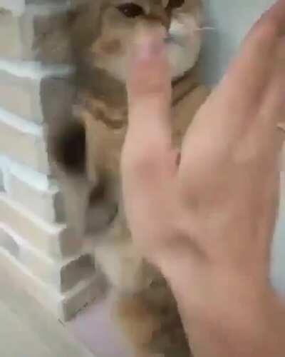 He's fighting a pussy!