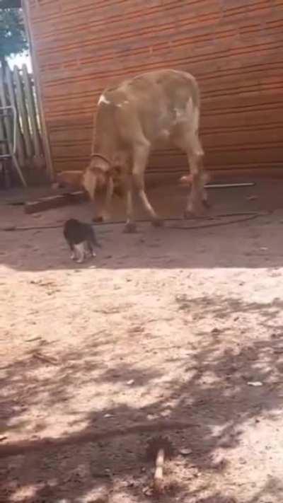 The cat is startled but I think the cow is startled-er