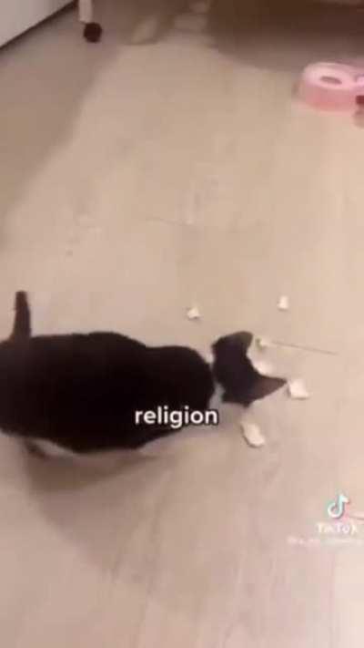 Ideal Croatian cat 💪🏾🇭🇷