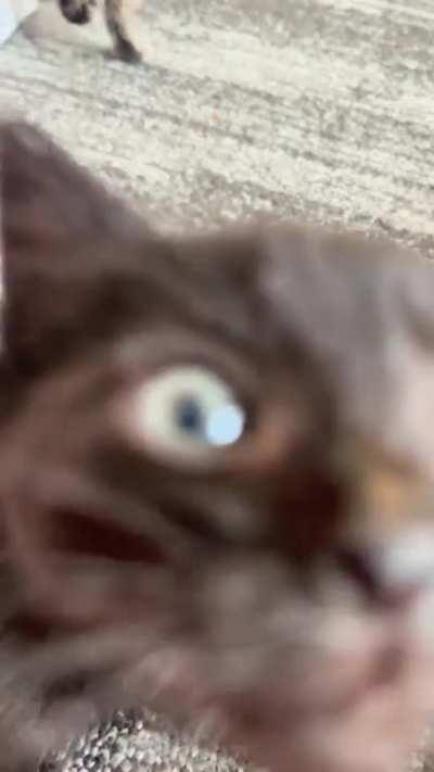 The new Babies like to scream. A lot