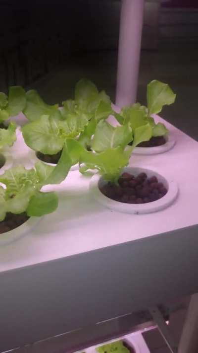 Lettuce Timelapse Week 3 Vegetative Stage.