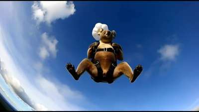 Koala's Mission (Music: Slick Spy by Sonican)