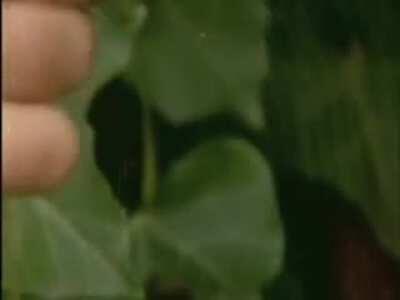 Brought to you by the FDA