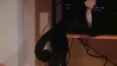 Marcel Plays Panic Station