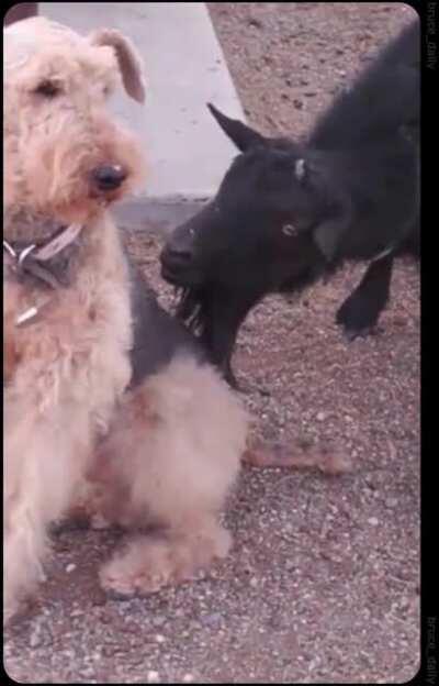 you can tell by the dog's face that this is a daily occurrence