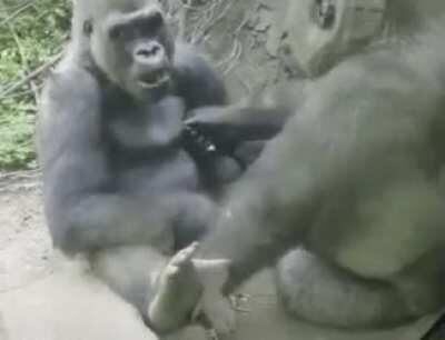 Gorilla messing with his friend in a very humanlike way.