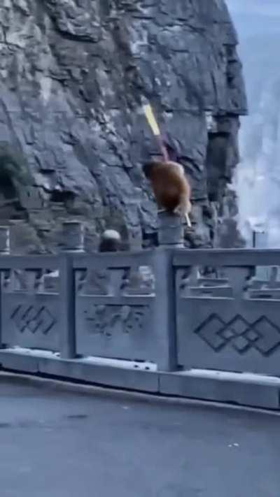 Monkey King spotted in the wild.