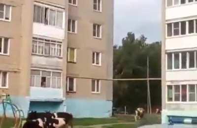 Yo Policeman, dont mess with the toughest Russian Cows in the world!