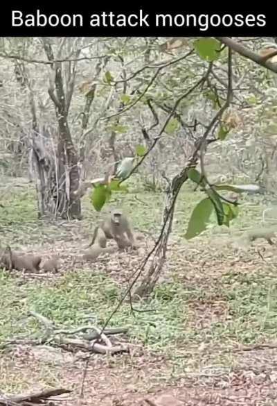 Baboon attacks a group of mongooses 