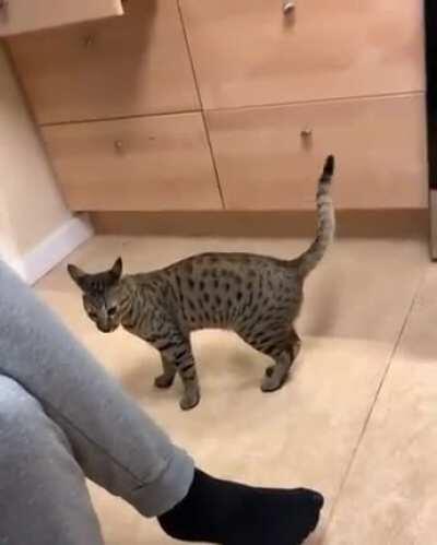 Коварный план