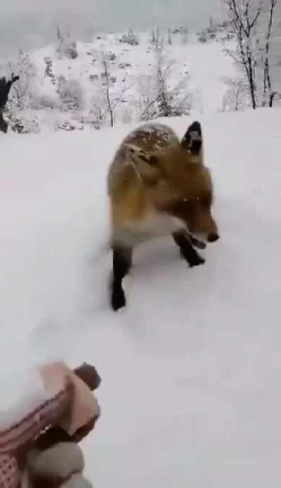 Cute hungry fox eating some Spam