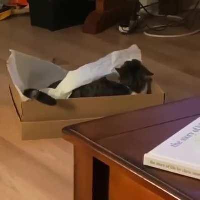 I think this cat might be seeing some ghosts.