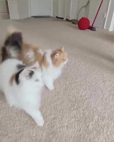 What are they doing?